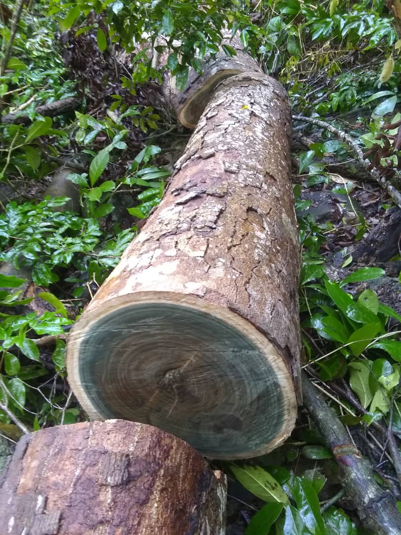 (Vera Wood) Bulnesia arborea